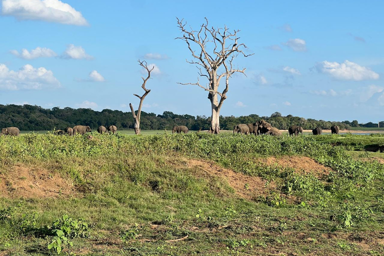 Minneriya: Privat jeepsafari i Minneriya nationalpark