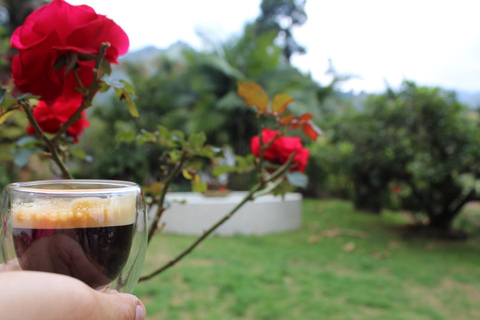 Medellín: Coffee and native bees experience