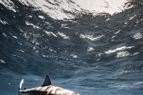 Oahu: Cage-Free Shark Diving Adventure Oahu: Cage-Free Shark Diving Adventure with Photos