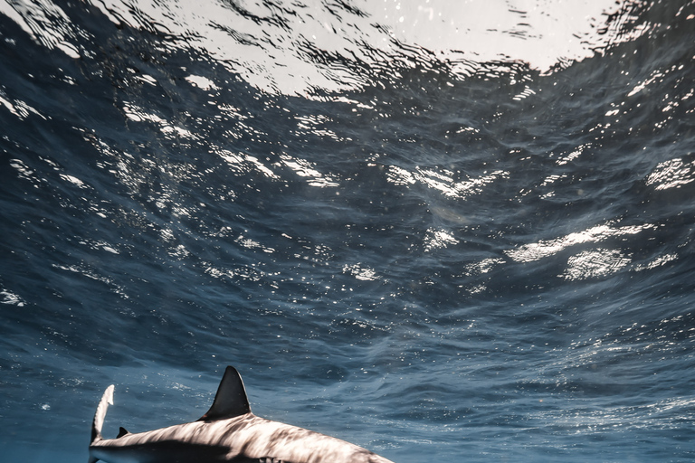 Oahu: Cage-Free Shark Diving Adventure Oahu: Cage-Free Shark Diving Adventure with Photos