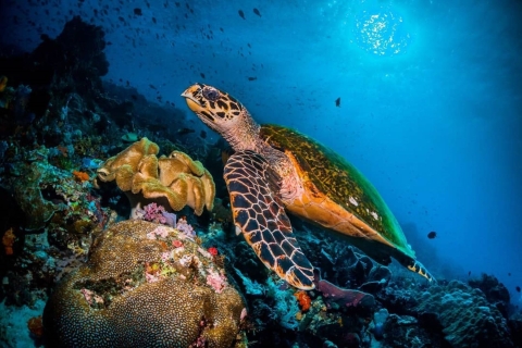 Turtle Snorkeling, Island Pongwe, Kuza Cave Tour, The Rock