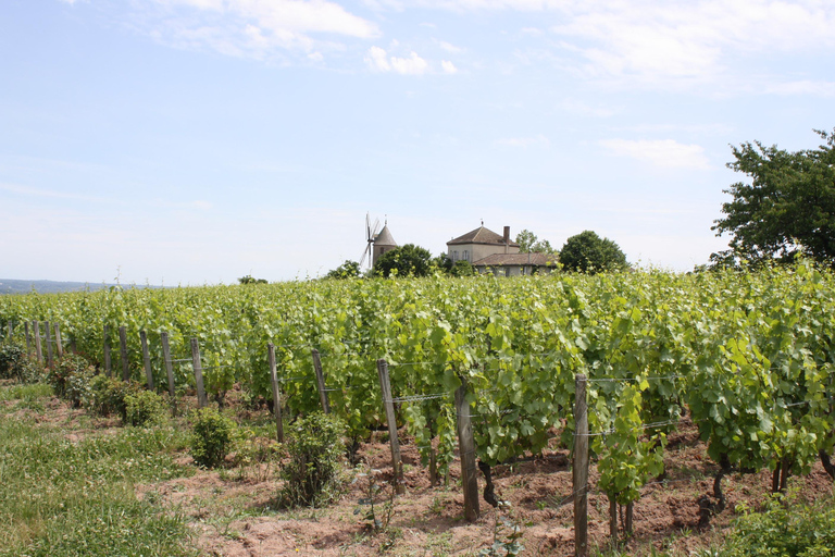 Visita : Da Château des Thorins a Château du Moulin-à-Vent