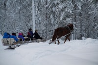 Levi, Polarlicht Touren, ein Pferd offenen Schlitten Fahrt - Hizvo