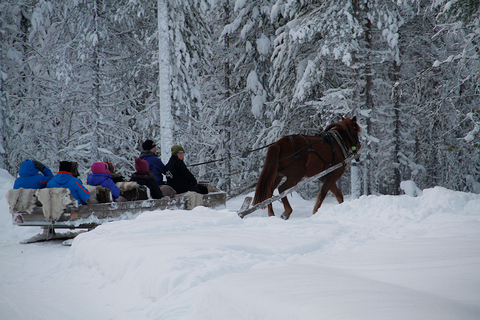 Levi, Polar Lights Tours: Åktur med öppen släde med en hästÅktur med öppen släde med en häst