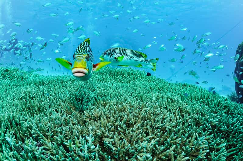 Port Douglas Quicksilver Outer Barrier Reef FullDay Cruise GetYourGuide