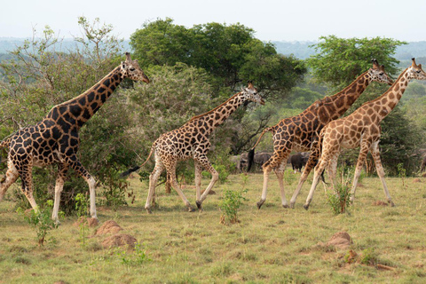 Oeganda Afrika : 3 Dagen Murchison Falls