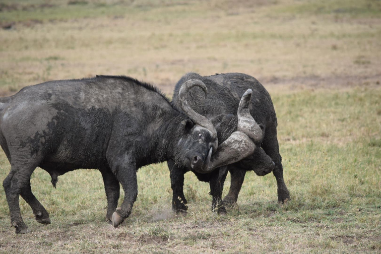 Masai Mara: tour safari di 7 giorni con fotosafari e giri in barca