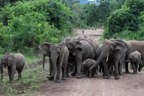 Kigali: 4-Day Rwanda Safari &amp; Uganda Gorilla Trekking