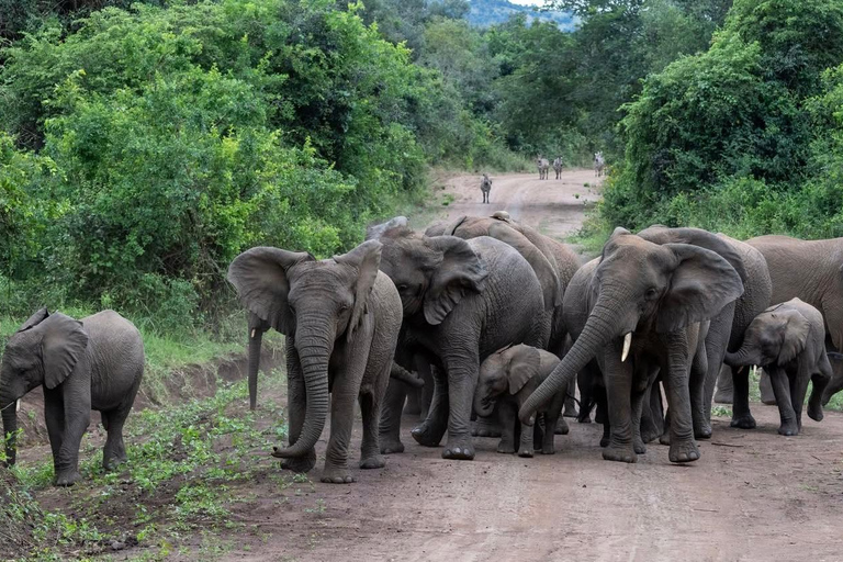 Kigali: 4-Day Rwanda Safari &amp; Uganda Gorilla Trekking