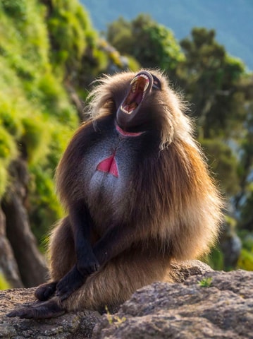 Ab Addis Abeba: Kloster von Debre Libanos & Naturtour