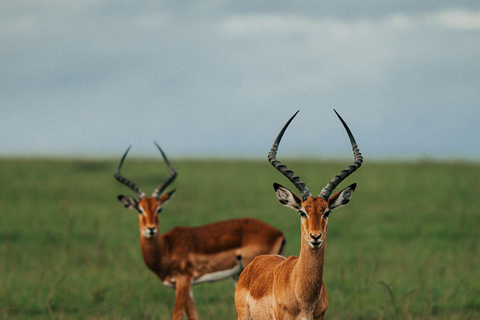 من نيروبي: رحلة سفاري لمدة 3 أيام في سوروي ليونز بلاف مع الإقامة