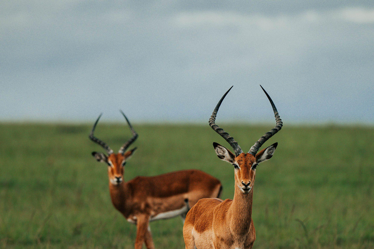 من نيروبي: رحلة سفاري لمدة 3 أيام في سوروي ليونز بلاف مع الإقامة