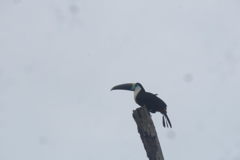 Puerto Maldonado: Tambopata Expeditions 4 Days (expeditions) Puerto Maldonado: Tambopata Expeditions 4 days (expeditions)