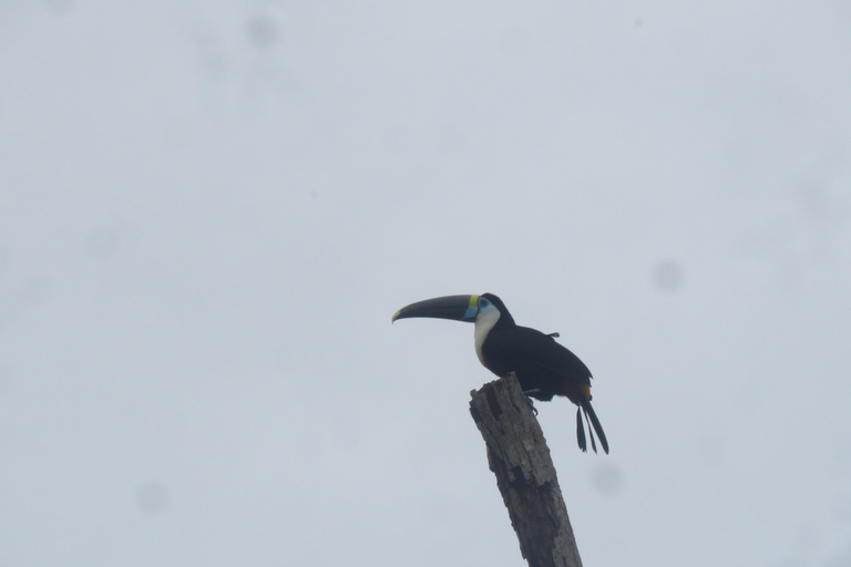 Puerto Maldonado: Tambopata Expeditions 4 Days (expeditions) Puerto Maldonado: Tambopata Expeditions 4 days (expeditions)