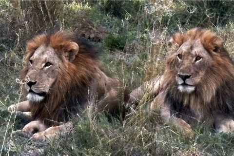Kasane: 1 day Chobe NP Safari with Boat Cruise and Lunch