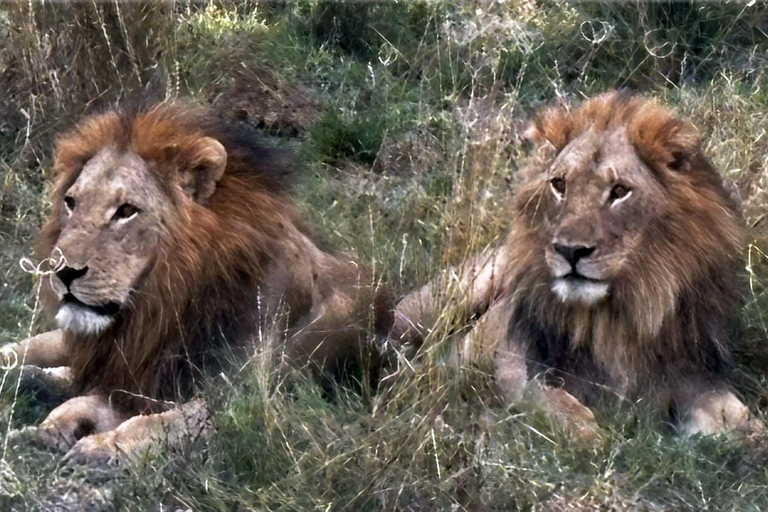 Kasane: 1 day Chobe NP Safari with Boat Cruise and Lunch