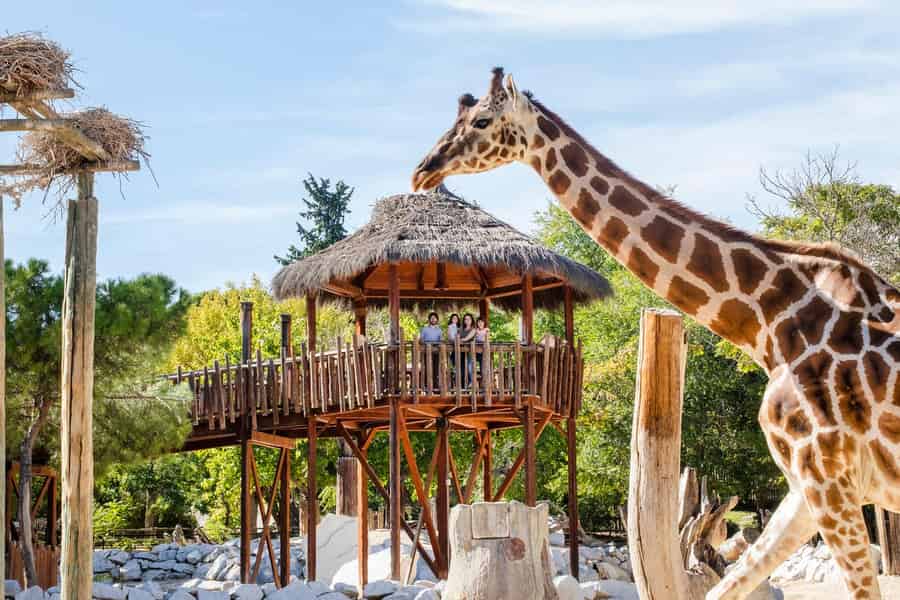 Madrid: Ticket für Zoo Aquarium Madrid. Foto: GetYourGuide Madrid: Ticket für Zoo Aquarium Madrid. Foto: GetYourGuide