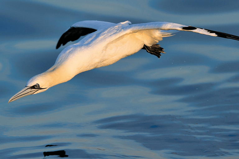 Le Grau-du-Roi: Seabird Watching Naturalist Cruise