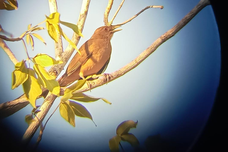 Huatulco: Observación de aves y búsqueda en Huatulco