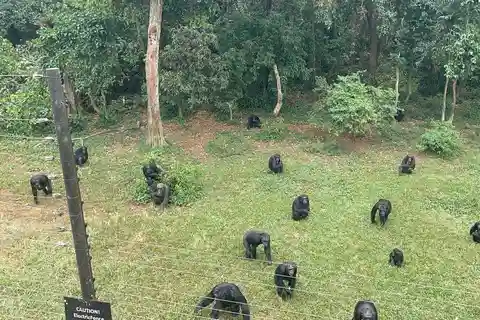 Entebbe: Chimpazee Trekking at Ngamba Island