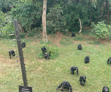 Entebbe: Ngamba Island Chimpanzee Trekking Day Trip