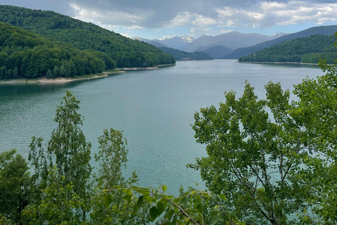 Bucarest: Excursión de un día por la carretera Top Gear y los osos pardos