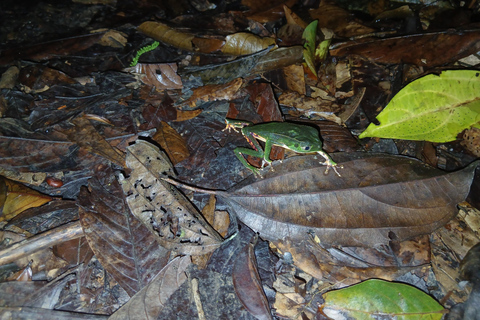 3-Day Amazon Expedition: Jungle, River & Wildlife Tour