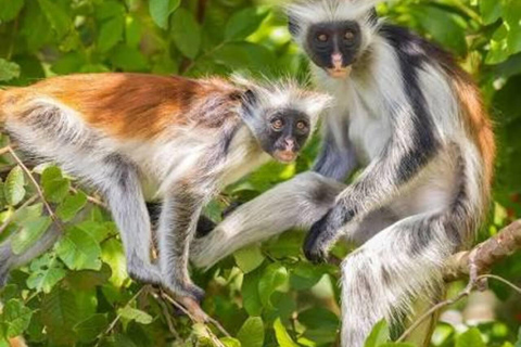 Zanzibar: Jozani Forest, Salaam Cave & Mtende Beach Tour Private Tour With Transfer But Entry Fees are not Included