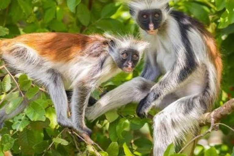 Zanzibar: Jozani Forest, Salaam Cave & Mtende Beach Tour Private Tour With Transfer But Entry Fees are not Included