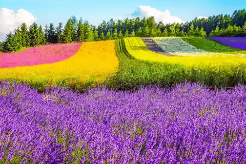 Hokkaido: Flower Sea, Pastoral, and Natural Scenery Day Tour