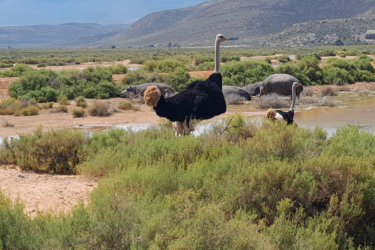 Aquila wildreservaat zonsondergangsafari met privévervoer