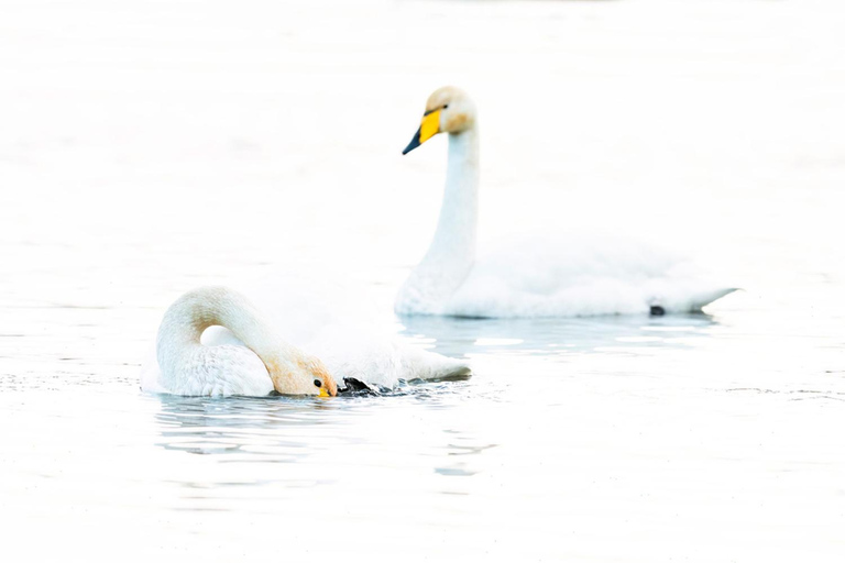 Glasgow: Beginners Wildlife Photography WorkshopGlasgow: Wildlife Photography Workshop