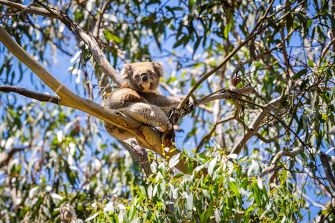 Au départ de Melbourne : Circuit Premium de la Grande Route de l&#039;Océan en sens inverseAu départ de Melbourne : circuit haut de gamme sur la Great Ocean Road dans le sens inverse