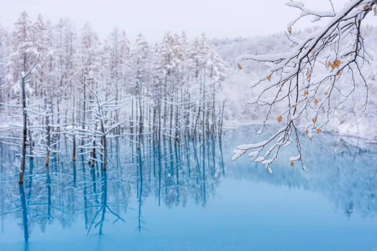 From Sapporo: Hokkaido Winter Tour with Asahiyama Zoo Comfortable 9-person Small Group: Hotel Pickup & Drop-off