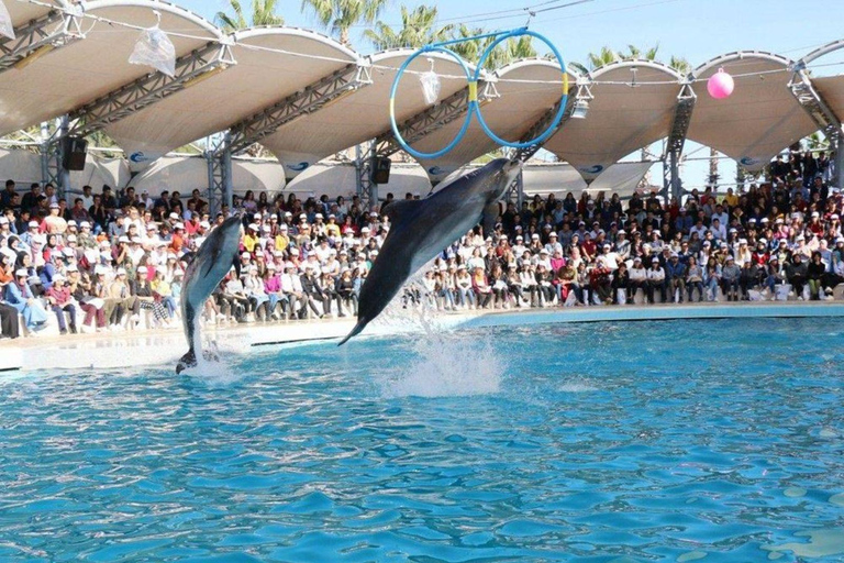 Visita ao espetáculo dos golfinhos com transporte de Alanya e SideVisita a um espetáculo de golfinhos com transfer de Alanya