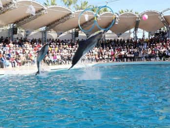Delphin Show Tour mit Transfer von Alanya & Side