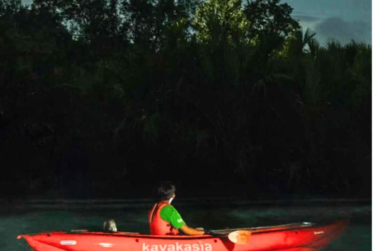 Bohol: SUSTAINABLE Mangrove Tunnels & Firefly Kayaking trail
