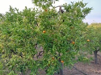 Chios, Orange Farm Trip & Tasting - Citrus Museum bezoek - Housity