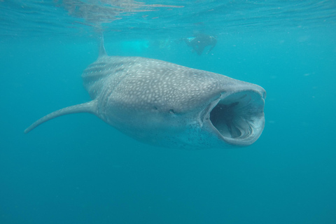 Small group Whale Shark snorkeling in La Paz, BCS, Mexico