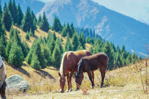 1 giorno di avventura a cavallo nei monti Borjomi1 giorno di avventura a cavallo nel Parco Nazionale di Borjomi