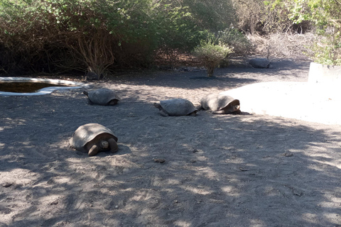 2 JOURS ÎLE ISABELA- ÎLOT TINTORERAS &amp; TUNELES CABO ROSA