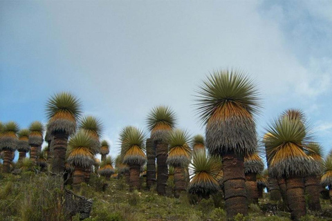 Huaraz : Nevado Pastoruri + Forêt de Puyas Raymondi