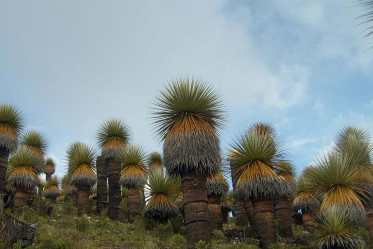 Huaraz : Nevado Pastoruri + Forêt de Puyas Raymondi