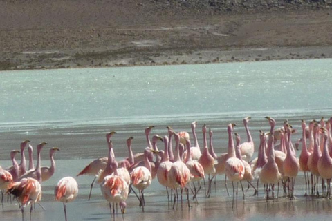 SALAR DE UYUNI 3D/2N + HOTEL - PARTIDA DE UYUNI BOLÍVIA