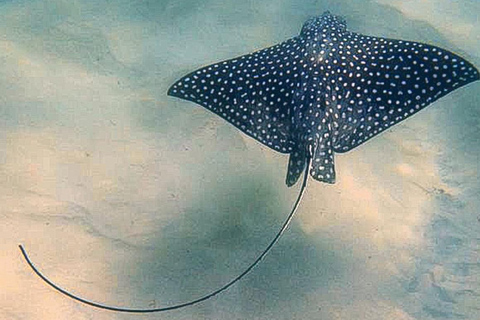 San Jose del Cabo Snorkeling Tour