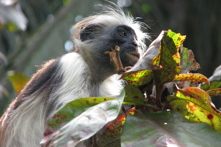 Zanzibar: Jozani Forest och Rock Restaurant TourZanzibar: Jozani-skogen och Rock Restaurant-tur
