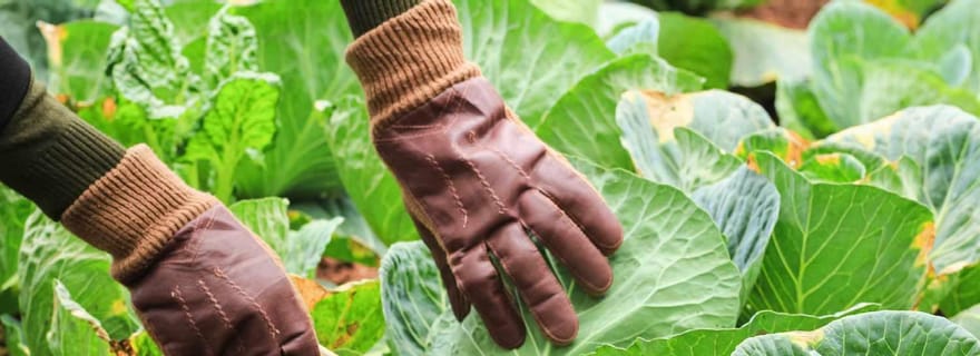 Dominique : Exploration de la ferme Sow & Grow