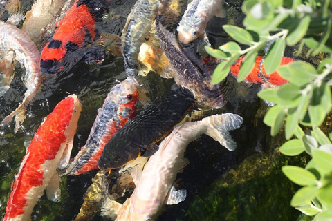 Visit to Madeira Bird Island