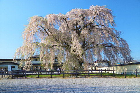 Hokkaido Hakodate 2D1N Cherry Blossoms Bus Tour from Sapporo 1 People / 1 Room