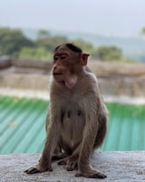 Sanjay Gandhi National Park + Kanheri Caves + Lion Safari - Housity